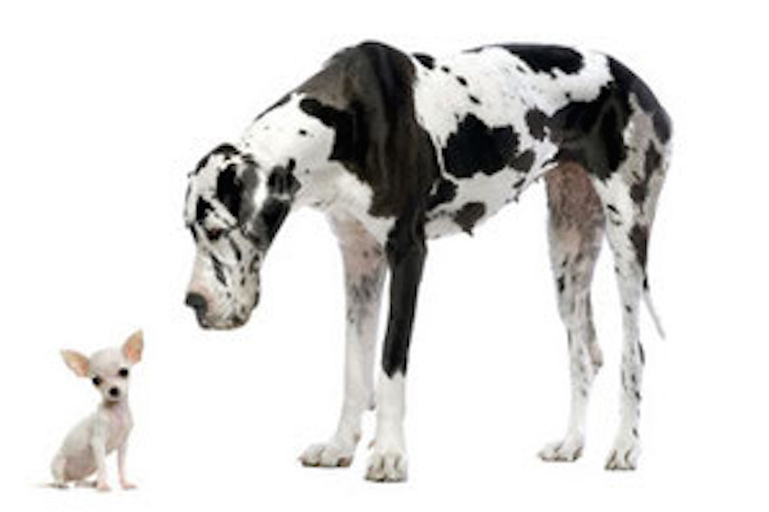 Nahe Verwandte.jpg (852 x 568)